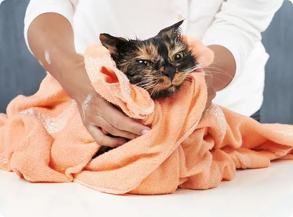 Corta, baña, estiliza. Sitta se encarga del resto - Imagen de servicio