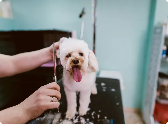 Corta, baña, estiliza. Sitta se encarga del resto - Ejemplo de trabajo